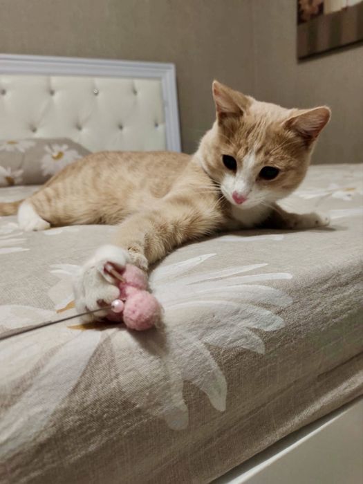 Ищу хозяев для котейки