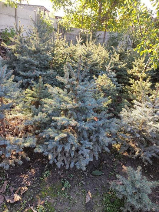 Акция! 100% Сифатли голубой арча арзон нархда! голубой ель чет элдан