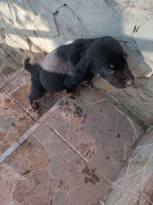 Donatie catei de curte