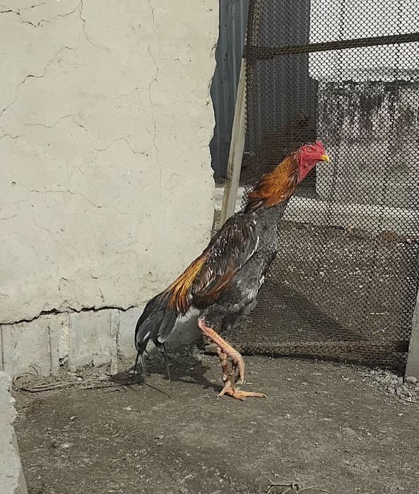 Дакан, Пепил қораз сатылады