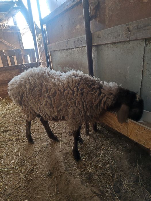 Кошкар на племя домашний