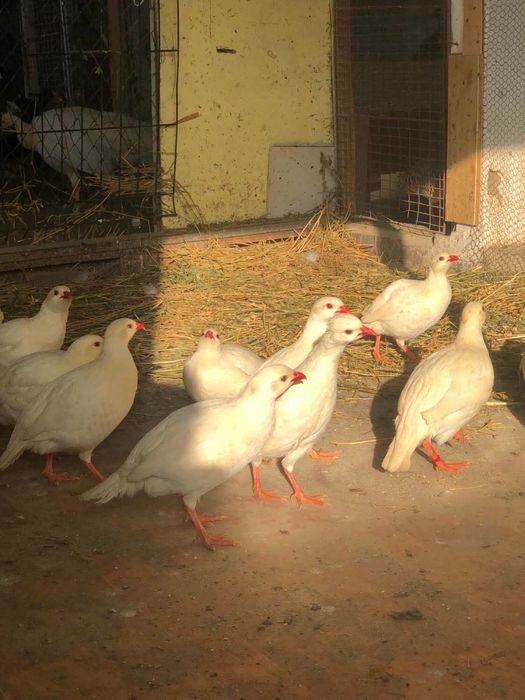 Vând Moțate Olandeze si Potarnichi de Stanca