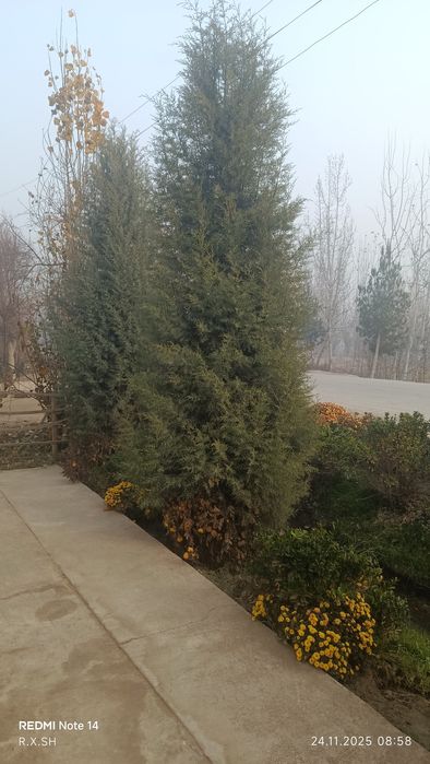 Arizoniniski keparis archa 7 yoshlik арезонский кепари арча 7 йошлик