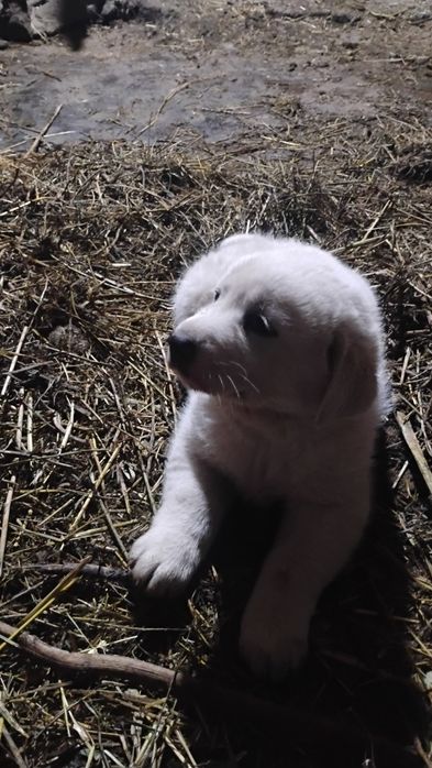 Cățel frumos și sănătos