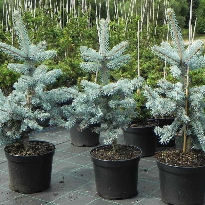 Саженцы сеянцы ель голубая ёлка липа рябина кедр сосна продам береза