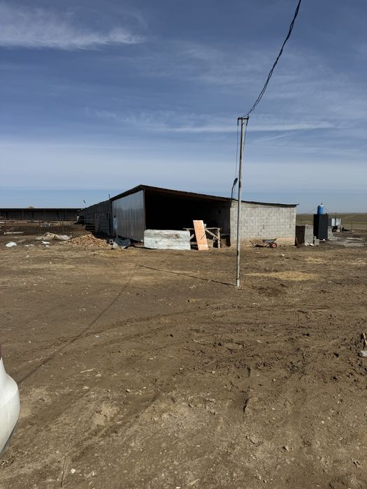 Фазенда ірі қара жылқы малымен