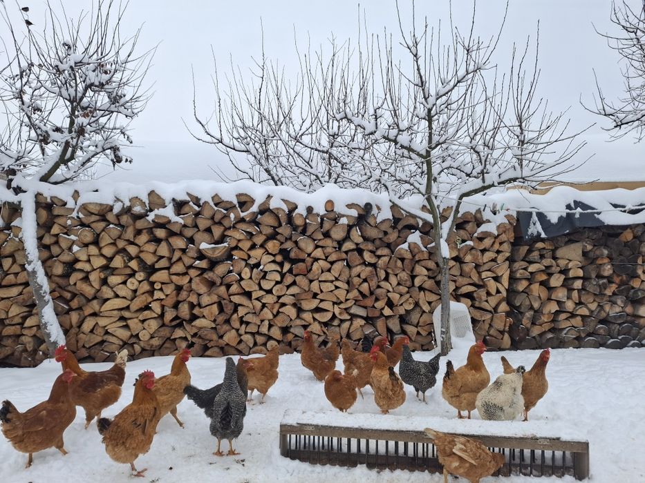 Vând gaini și puici