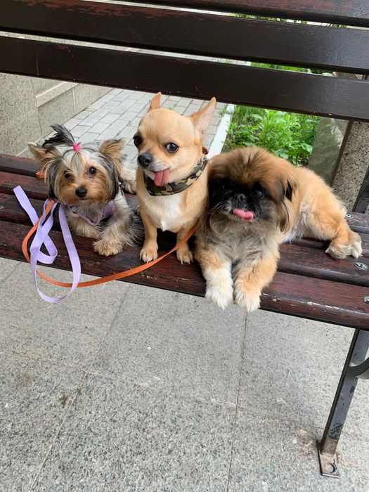 Передержка для собачек 3000 тг