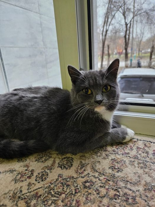 Молодые кошечки в поиске дома