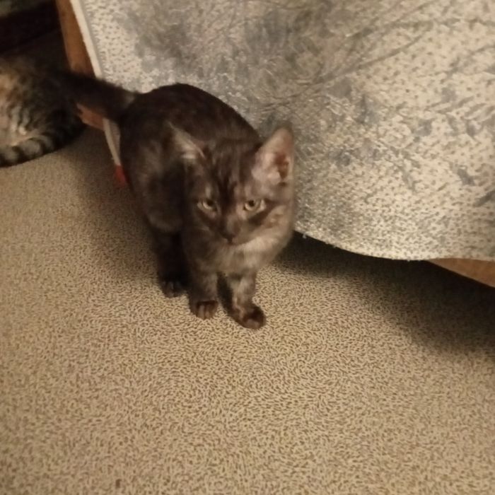 Раздам котят 3,5 месяца. Британцы короткошерстные.