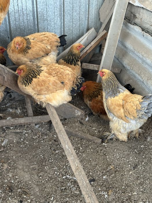 Брама палевая молодняк