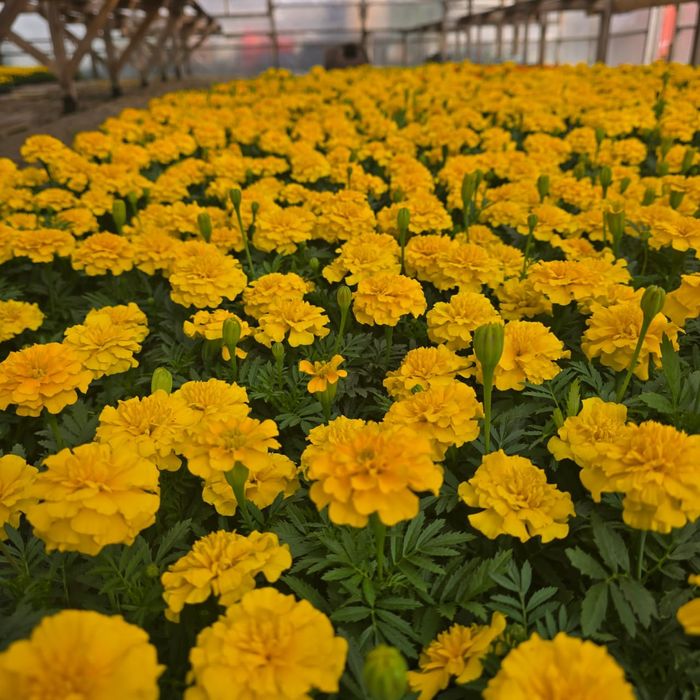 Петуния бархатцы  тагетис