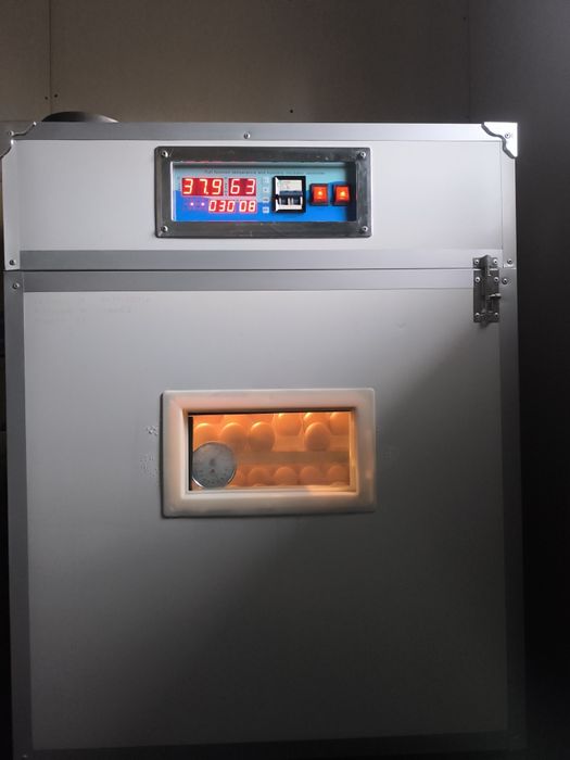 Ouă pentru incubat rață Rouen – rasă curată