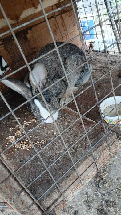 Vand iepuri Hicoli cu Curias de transilvania