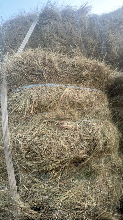 Продам. Сено. Житняк разнотравье
