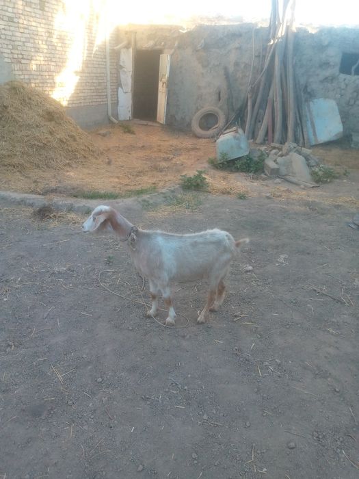 Kal echki sotiladi