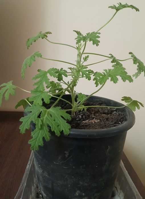 Индрише  в саксия