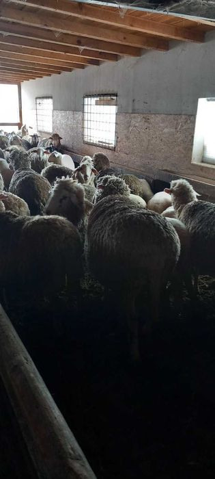 Продавам овце!!!