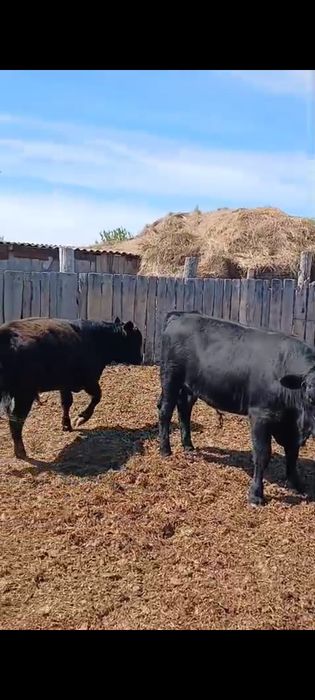 Продам 6 бычков.