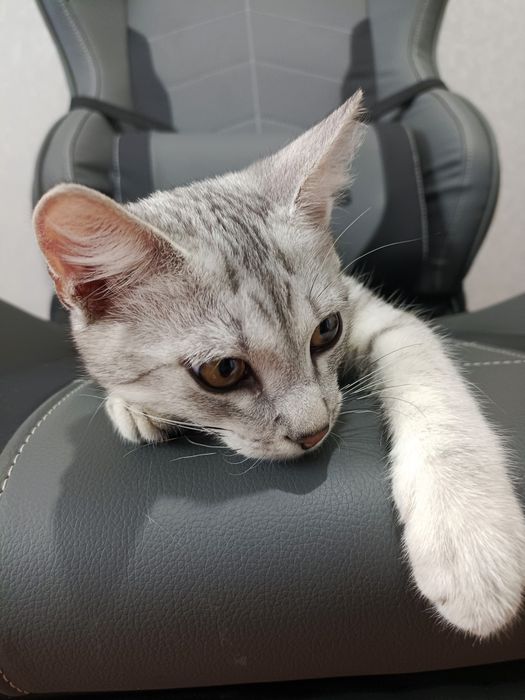 Котик ищит дом и друга