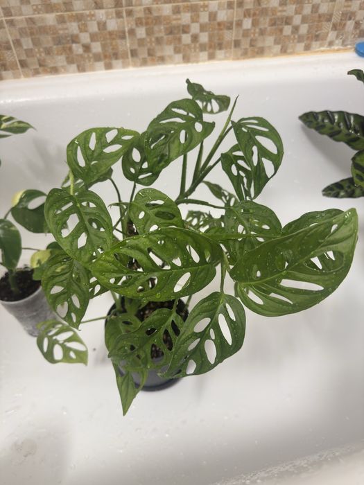 Растения разные