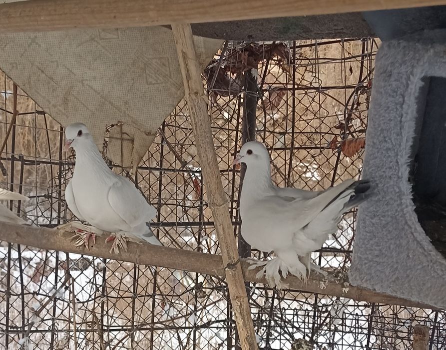 Голуби белые 4 штуки