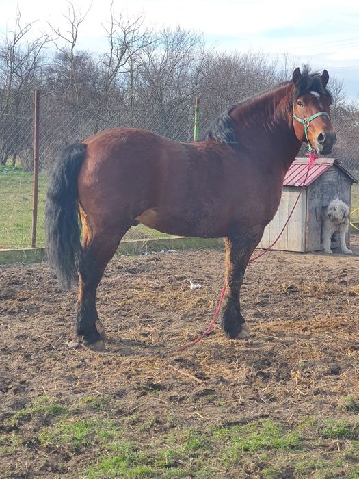 Vând sau schimb armasar