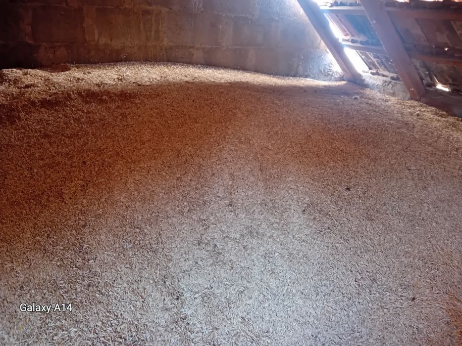 Ovăz de vânzare 1,50 lei