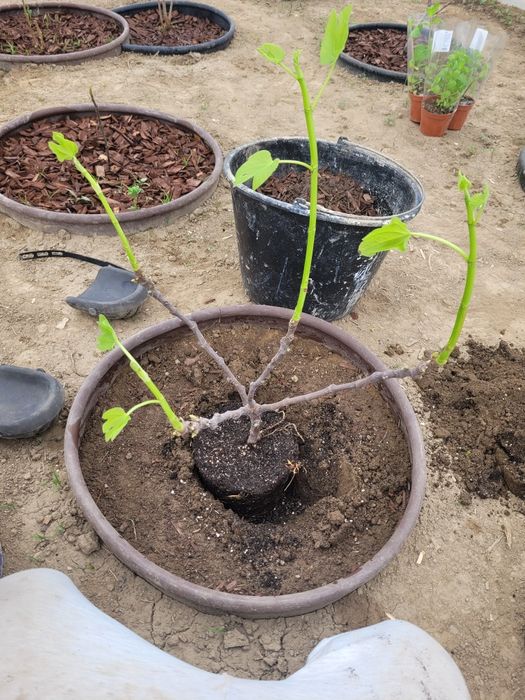 Smochin Verde de munte