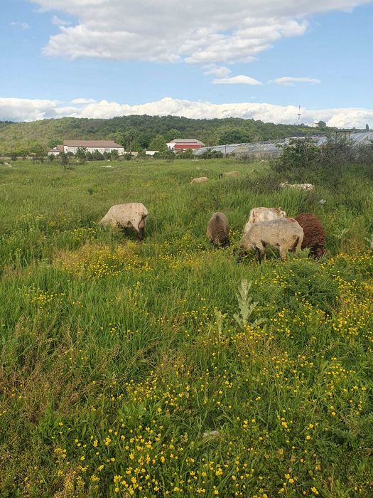 Vand oi tinere bune de tinut