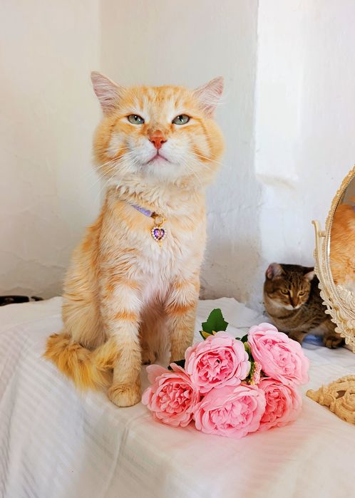 Отдам кота в добрые руки