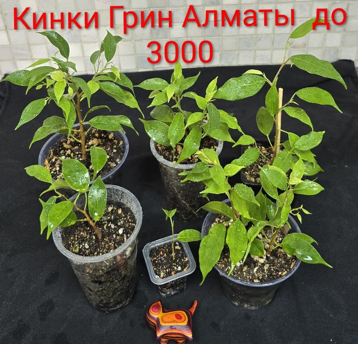 Фикусы разные, прекрасные