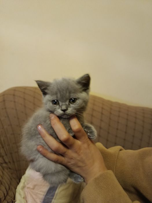 Британская кошка