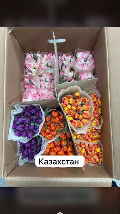 Самый крупный тюльпан