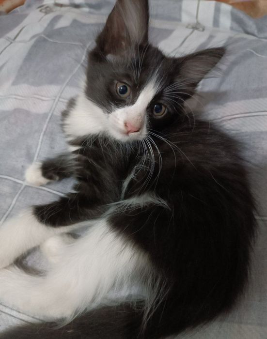 Отдадим, котят даром