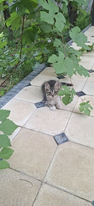 Отдам в добрые руки котенка