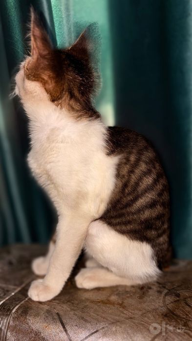 Котенок в добрые руки