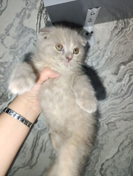 Продаётся котёнок скоттиш страйт.
