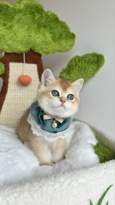 Baietel British Shorthair Chinchilla Gold , cu certificat Pedigree