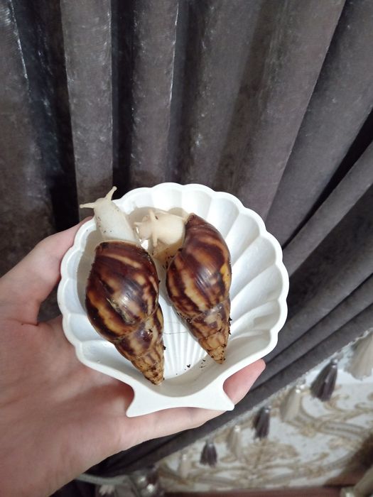 Улиткалар сотувда