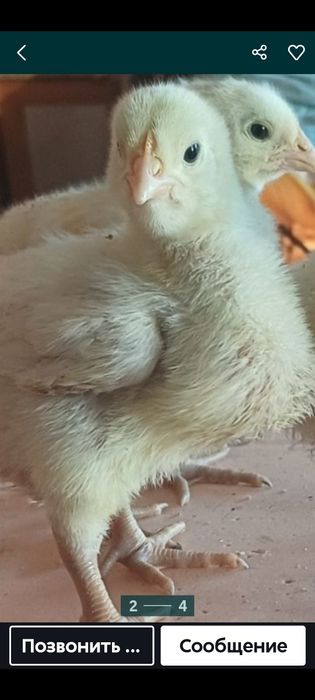 Продам подросщенных бройлеров.