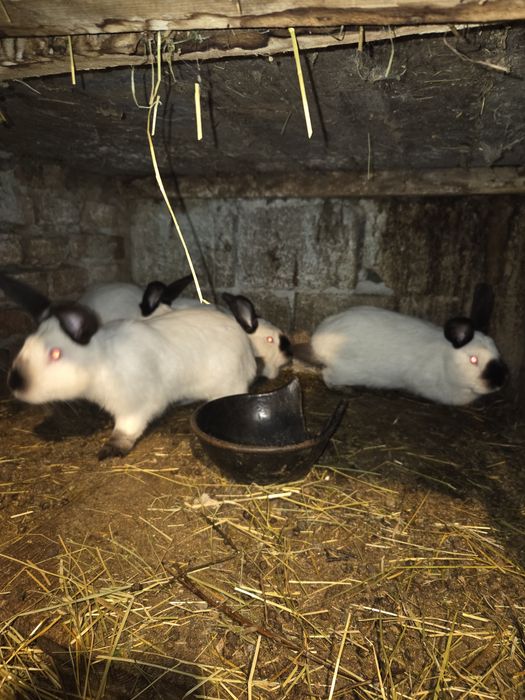 Iepuri de vanzare(vi sau carcasă