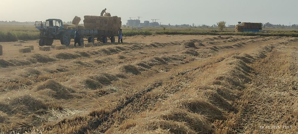 Продаются тюки рисовой соломы