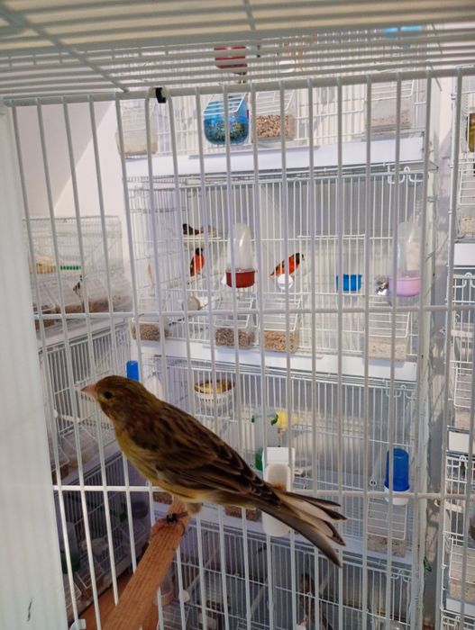 De vânzare   15 masculi.