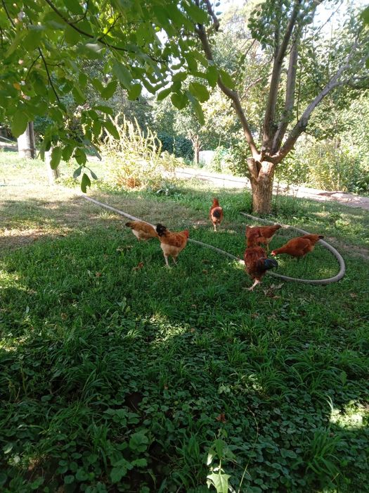 Продаётся петухи
