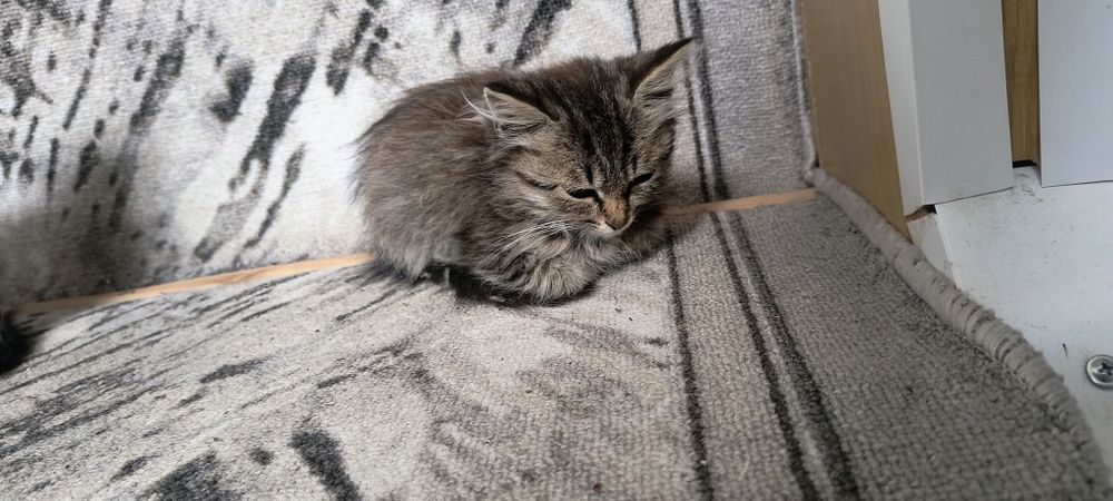 Отдам котенка Девочку в добрые руки