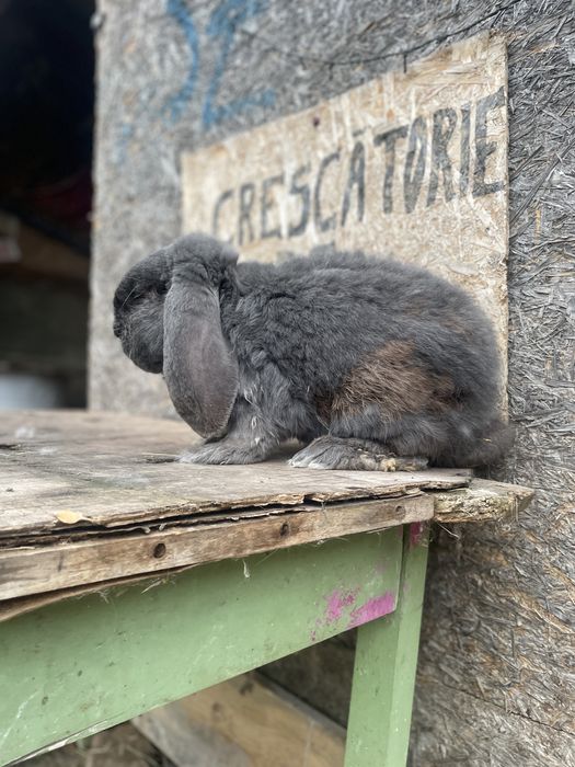 Vand mascul berbec german