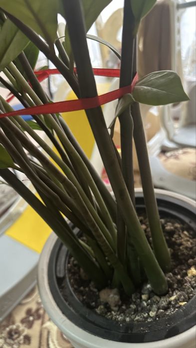 Долларовое дерево