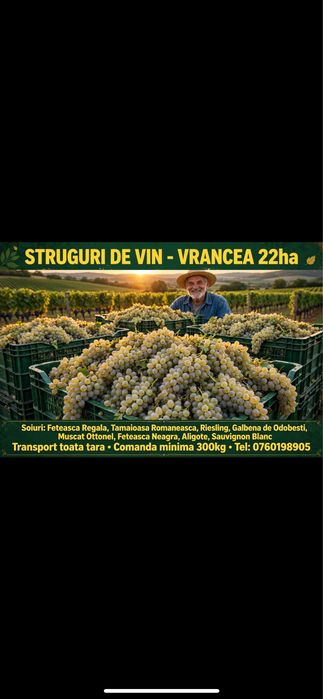 Vand struguri de vin producator de 12 hectare asiram transopt la domic