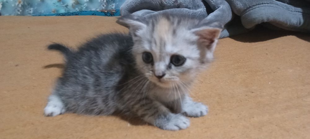 Котята  веслоухию